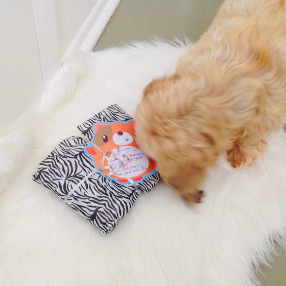 Samson Handsome is in Heaven 🐶💔 I’m Heartbroken - Picture 7 of 8